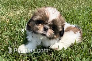 Lady – Shih Tzu puppy for sale in Richland, MO