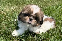 Lady, a female Shih Tzu for sale in Richland, MO – 1 of 4