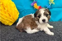 Rolonda, a female Shichon for sale in Richland, MO – 2 of 4