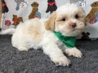 Zauntee, a male Shichon for sale in Richland, MO – 5 of 5