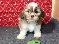 Zeus, a male Shichon for sale in Richland, MO – 2 of 4