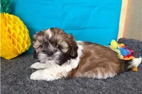 Noble, a male Shih Tzu for sale in Richland, MO – 3 of 6