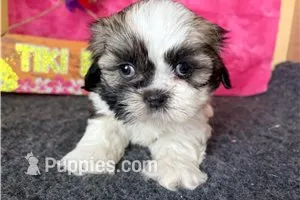 Nora – Shih Tzu puppy for sale in Richland, MO