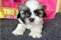 Nora, a female Shih Tzu for sale in Richland, MO – 1 of 3