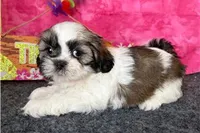 Nora, a female Shih Tzu for sale in Richland, MO – 2 of 3