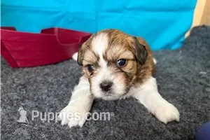 Rudy – Shichon puppy for sale in Richland, MO