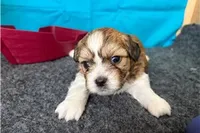 Rudy, a male Shichon for sale in Richland, MO – 1 of 5
