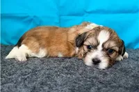 Rudy, a male Shichon for sale in Richland, MO – 4 of 5