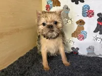 Everest, a male Brussels Griffon for sale in Richland, MO – 7 of 7