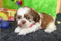 Nelly, a female Shih Tzu for sale in Richland, MO – 5 of 7