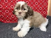 Zeus, a male Shichon for sale in Richland, MO – 4 of 4