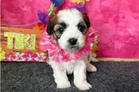 Rochelle, a female Shichon for sale in Richland, MO – 5 of 6