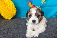 Rolonda, a female Shichon for sale in Richland, MO – 4 of 4