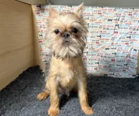 Everest, a male Brussels Griffon for sale in Richland, MO – 4 of 10