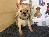 Everest, a male Brussels Griffon for sale in Richland, MO – 6 of 7