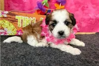 Rochelle, a female Shichon for sale in Richland, MO – 3 of 6
