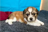 Rudy, a male Shichon for sale in Richland, MO – 3 of 5