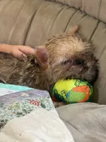 Everest, a male Brussels Griffon for sale in Richland, MO – 2 of 7