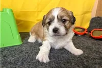 Rex, a male Shichon for sale in Richland, MO – 2 of 6