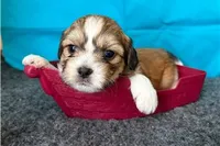 Rudy, a male Shichon for sale in Richland, MO – 2 of 5