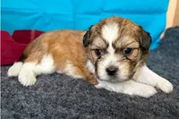 Rudy, a male Shichon for sale in Richland, MO – 5 of 5