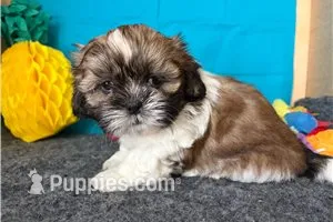 Noble – Shih Tzu puppy for sale in Richland, MO