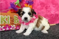 Rochelle, a female Shichon for sale in Richland, MO – 6 of 6