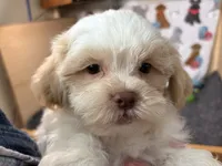 Zauntee, a male Shichon for sale in Richland, MO – 2 of 5