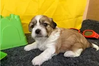 Rex, a male Shichon for sale in Richland, MO – 4 of 6
