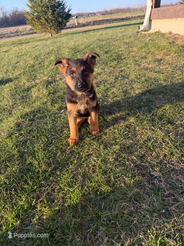 Princess  – German Shepherd Dog puppy for sale in Coldwater, MI