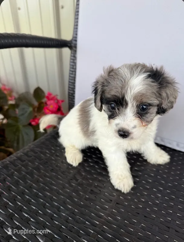Misty  – Poodle - Toy , Miniature Aussiedoodle puppy for sale in Coldwater, MI