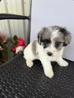 Misty , a female Poodle - Toy  and Miniature Aussiedoodle for sale in Coldwater, MI – 1 of 1