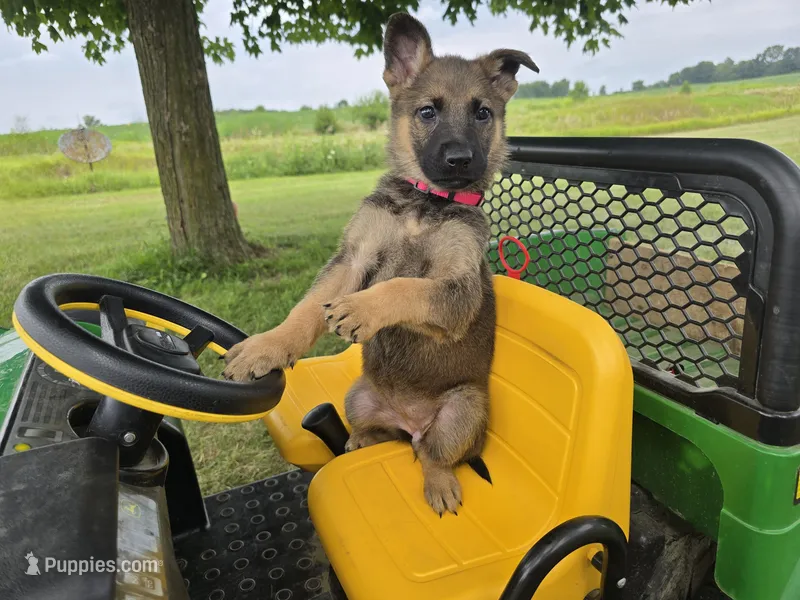 Stella – German Shepherd Dog puppy for sale in Coldwater, MI