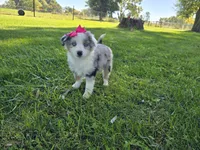 Maria, a female Toy Australian Shepherd for sale in Coldwater, MI – 7 of 9