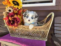 Harper, a male Toy Australian Shepherd for sale in Coldwater, MI – 1 of 7