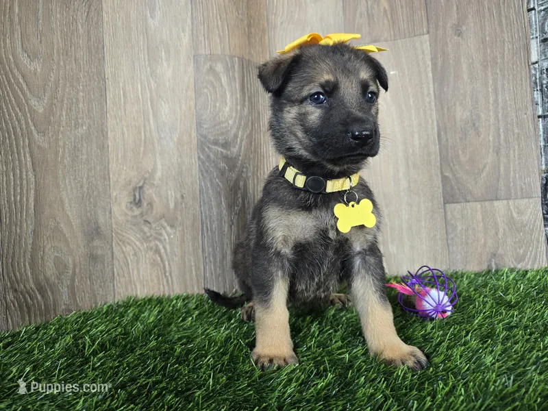 Stella – German Shepherd Dog puppy for sale in Coldwater, MI