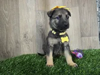 Stella, a female German Shepherd Dog for sale in Coldwater, MI – 1 of 3