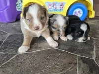 Red merle male, a male Toy Australian Shepherd for sale in Coldwater, MI – 4 of 4