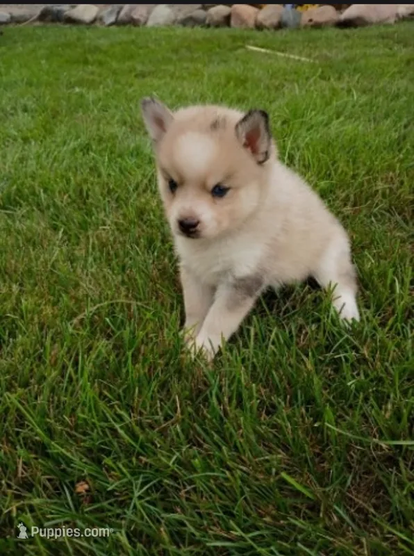 Winston  – Pomsky puppy for sale in Coldwater, MI