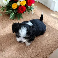 Alisha , a female Havanese and Toy Australian Shepherd for sale in Coldwater, MI – 3 of 3