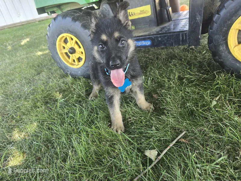 Prince – German Shepherd Dog puppy for sale in Coldwater, MI