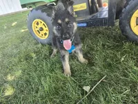 Prince, a male German Shepherd Dog for sale in Coldwater, MI – 1 of 5