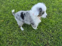 Apollo , a male Toy Australian Shepherd for sale in Coldwater, MI – 2 of 7