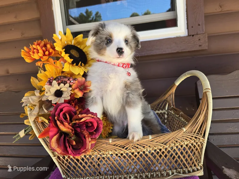 Apollo  – Toy Australian Shepherd puppy for sale in Coldwater, MI