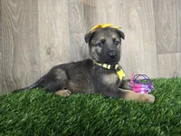 Stella, a female German Shepherd Dog for sale in Coldwater, MI – 3 of 3