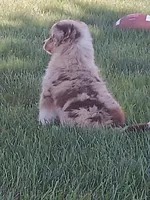 Red merle male, a male Toy Australian Shepherd for sale in Coldwater, MI – 3 of 3