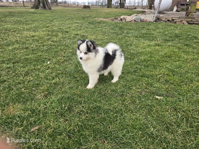 Beauty  – Pomsky puppy for sale in Coldwater, MI