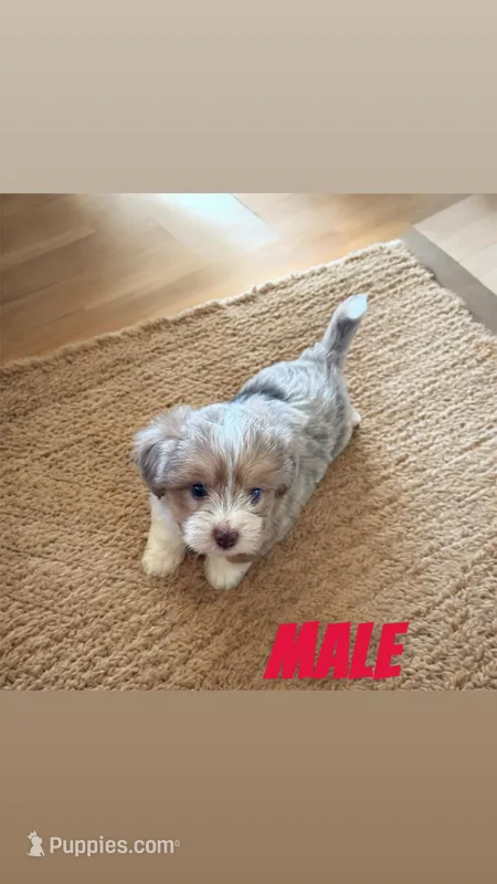 Ranger – Havanese, Toy Australian Shepherd puppy for sale in Coldwater, MI