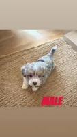 Ranger, a male Havanese and Toy Australian Shepherd for sale in Coldwater, MI – 1 of 1