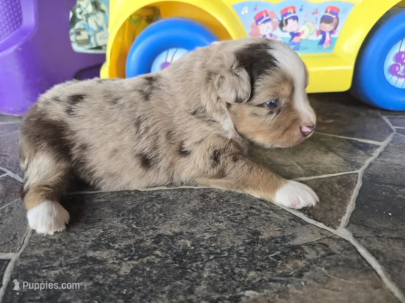 Red merle male – Toy Australian Shepherd puppy for sale in Coldwater, MI